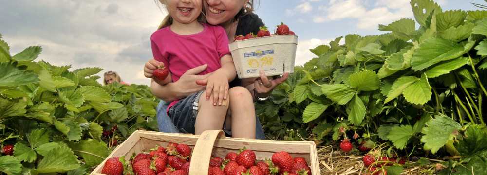 Spargel- und Erlebnishof Klaistow in Klaistow