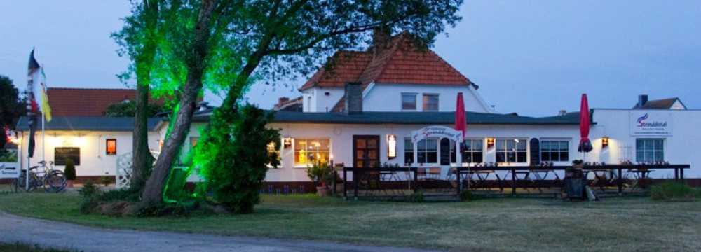 Stranddistel Insel Hiddensee in Neuendorf